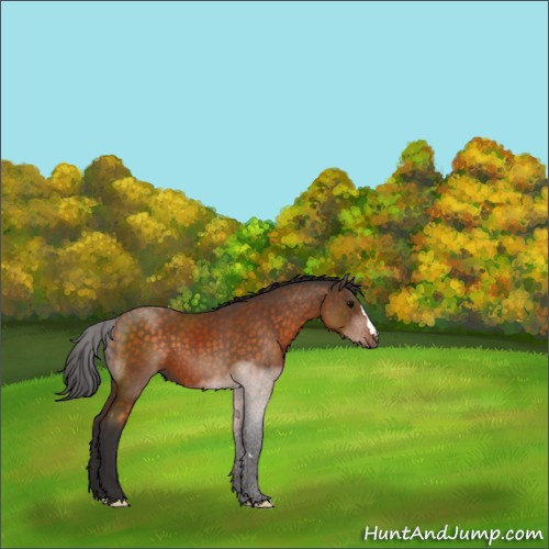 Horse Color:Buckskin 