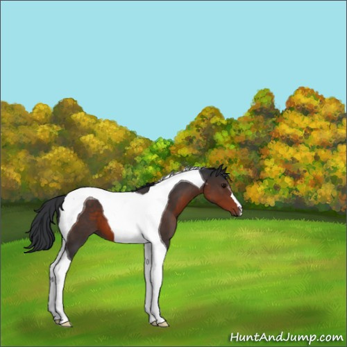 Horse Color:Brown Tobiano 