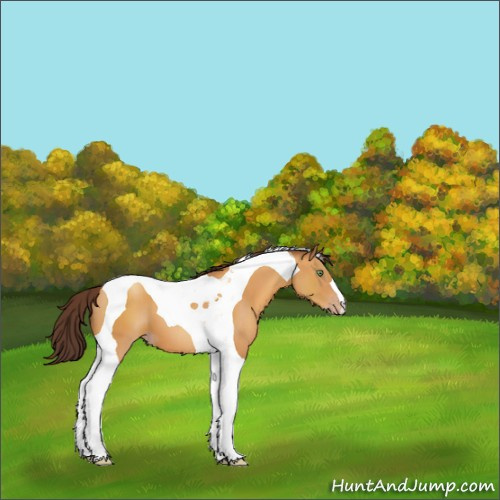 Horse Color:Sable Cream Champagne Tobiano 
