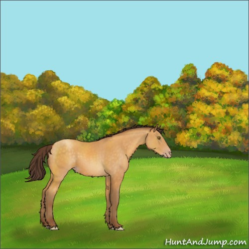 Horse Color:Sable Cream Champagne 