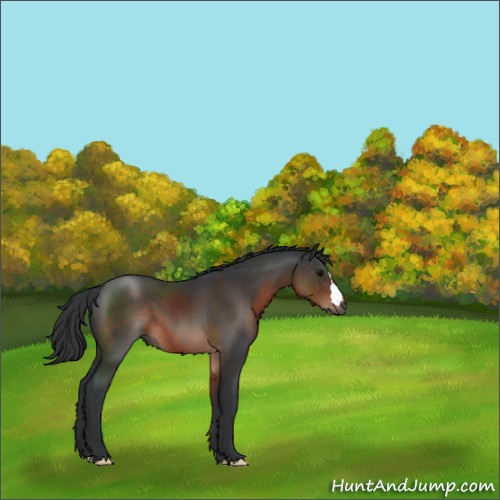 Horse Color:Brown 
