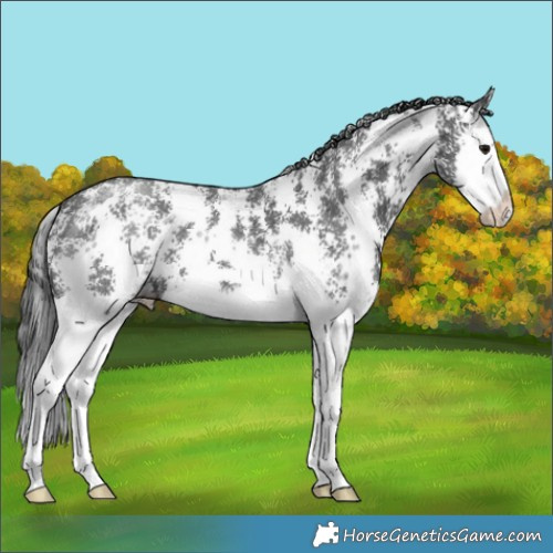 Horse Color:Black Sabino Splash 
