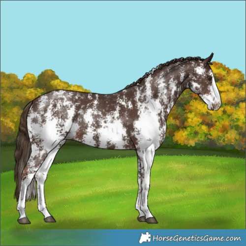 Horse Color:Liver Chestnut Sabino 