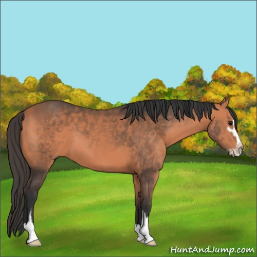 Horse Color:Bay Mushroom Sabino 