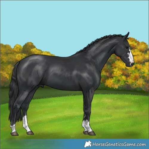 Horse Color:Black 