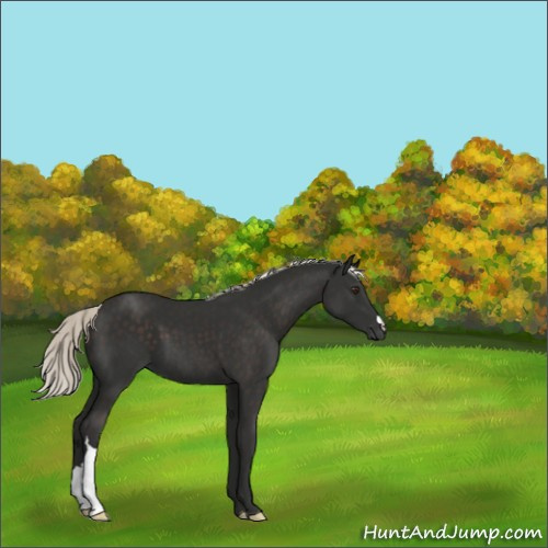 Horse Color:Liver Chestnut Mushroom 