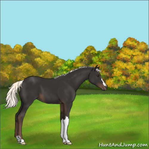 Horse Color:Liver Chestnut Mushroom 