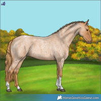 Horse Color:Red Roan Tobiano 