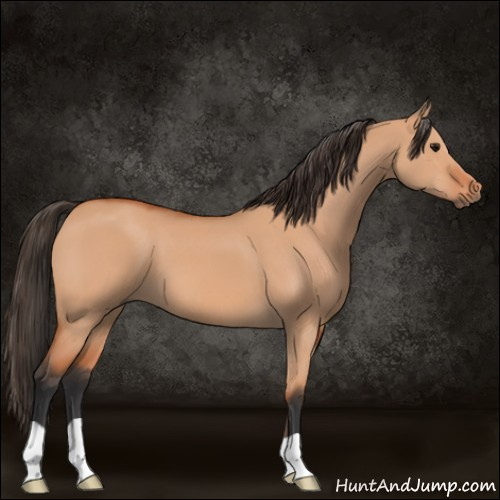 Horse Color:Bay Dun 