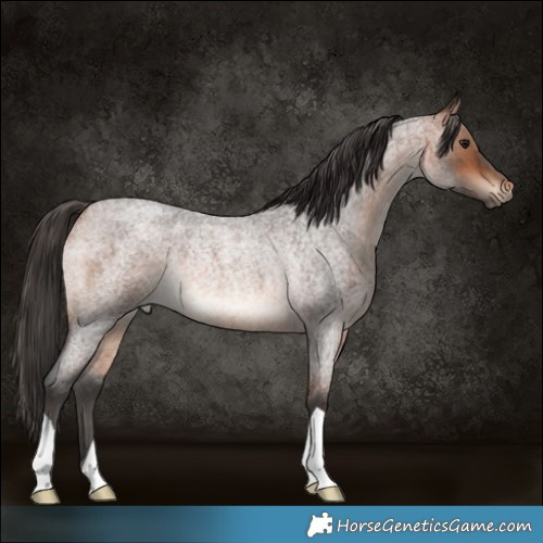 Horse Color:Bay Roan Rabicano 