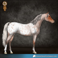 Horse Color:Silver Bay Roan Appaloosa Rabicano 