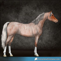 Horse Color:Silver Brown Roan Rabicano 