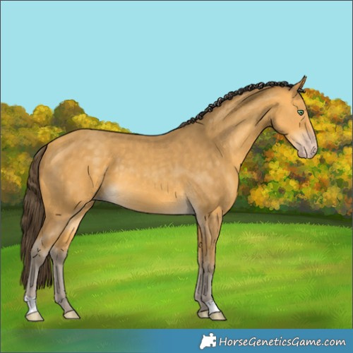 Horse Color:Amber Cream Champagne 