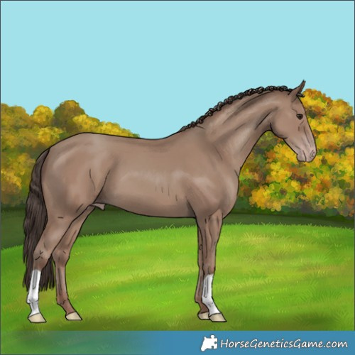Horse Color:Classic Champagne 