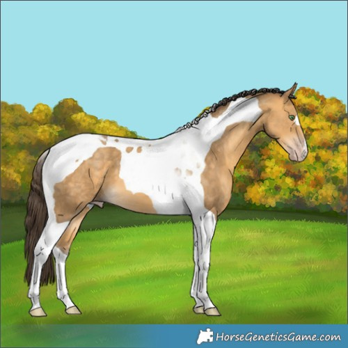 Horse Color:Amber Cream Champagne Tobiano 