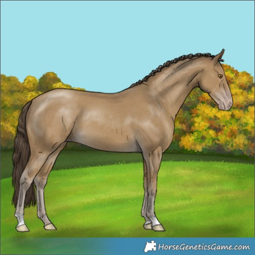 Horse Color:Classic Cream Champagne 