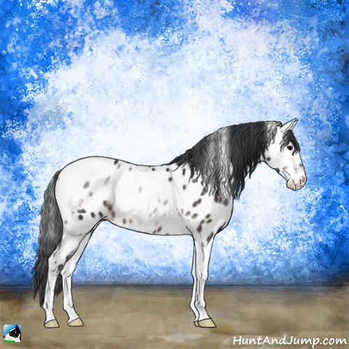 Horse Color:Platinum Brown Onyx Tobiano Appaloosa Rabicano 