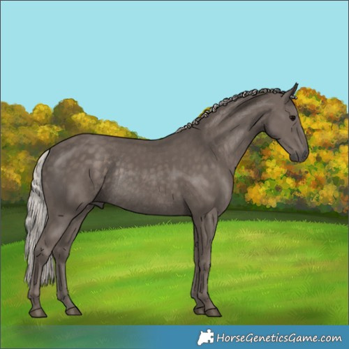 Horse Color:Silver Black Rabicano 