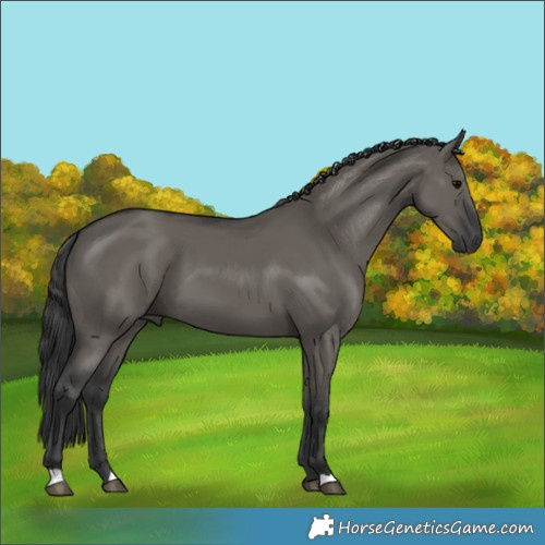 Horse Color:Grullo 
