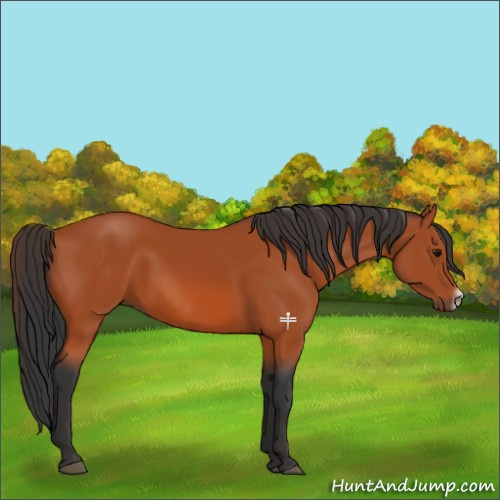 Horse Color:Bay Frame 