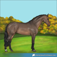 Horse Color:Brown Dun 