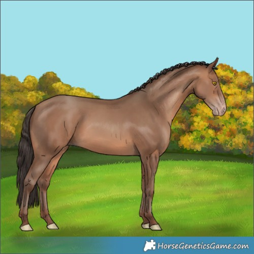 Horse Color:Sable Champagne 