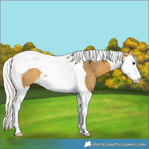 Horse Color:Silver Buckskin Splash Tobiano Rabicano