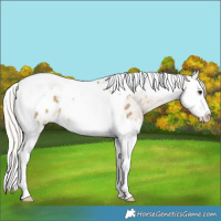 Horse Color:Silver Buckskin Dun Splash Tobiano Appaloosa Rabicano