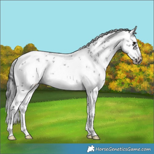 Horse Color:White Spotted Brown Sabino Frame 