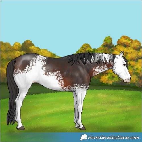 Horse Color:White Spotted Brown Rabicano 