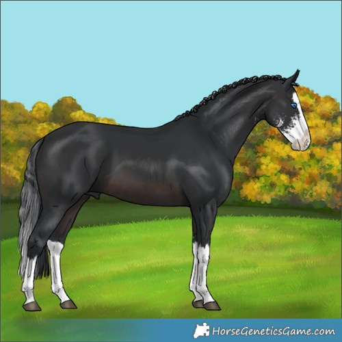 Horse Color:Brown Sabino Splash 