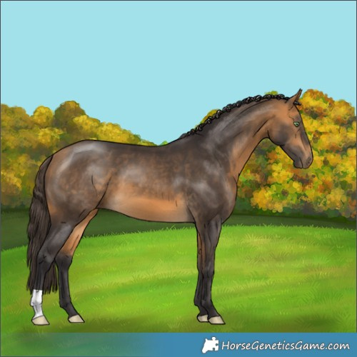 Horse Color:Buckskin 