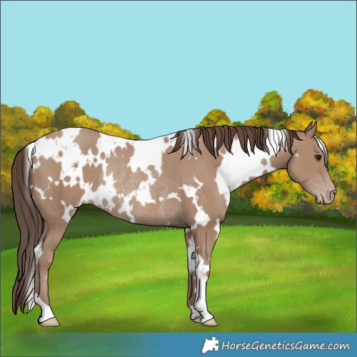 Horse Color:White Spotted Classic Champagne Rabicano