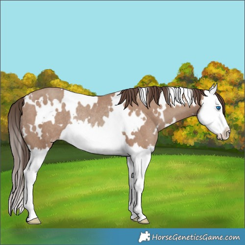 Horse Color:White Spotted Classic Champagne Splash Rabicano