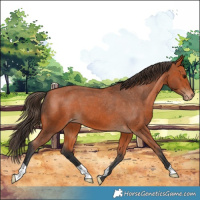 Horse Color:Bay Appaloosa 
