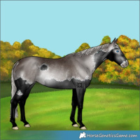 Horse Color:Gray Silver Black Splash Rabicano