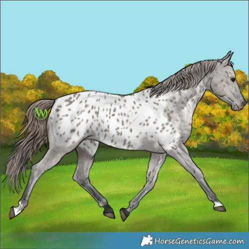 Horse Color:Grullo Appaloosa 