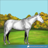 Horse Color:Gray Black Splash Tobiano Appaloosa 