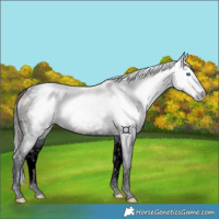 Horse Color:Gray Classic Champagne Splash Tobiano Appaloosa