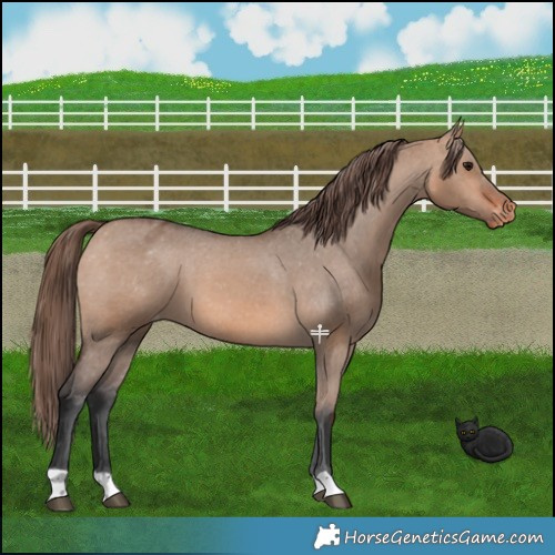 Horse Color:Bay Dun Appaloosa 