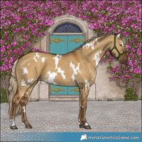 Horse Color:White Spotted Chocolate Palomino Dun