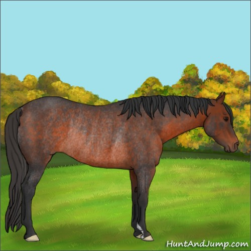 Horse Color:Bay Roan Rabicano 