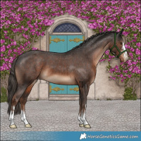 Horse Color:Liver Chestnut Appaloosa 