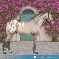 Horse Color:Bay Dun Appaloosa