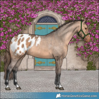 Horse Color:Bay Dun Appaloosa 