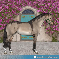 Horse Color:Brown Dun 