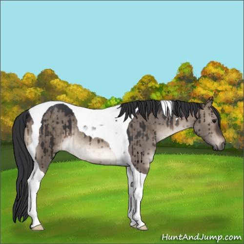 Horse Color:Brown Dun Tobiano Rabicano Brindle 