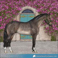 Horse Color:Brown Dun Rabicano 