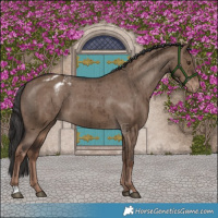 Horse Color:Liver Red Dun Appaloosa Brindle 