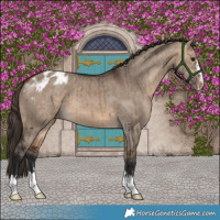 Horse Color:Bay Dun Blanket Brindle 